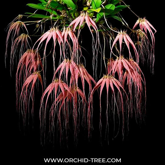 Bulbophyllum Flower Diversity: From Tiny Treasures to Giant Blooms