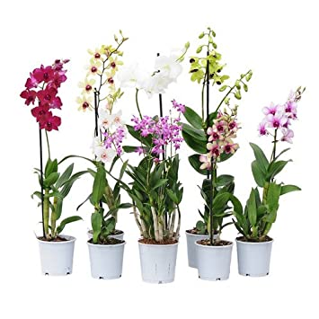 Comprehensive Guide to Growing Dendrobium Orchids