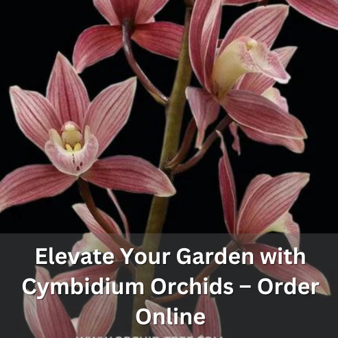 Elevate Your Garden with Cymbidium Orchids – Order Online