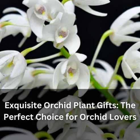 Exquisite Orchid Plant Gifts: The Perfect Choice for Orchid Lovers