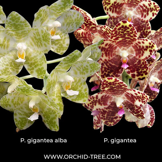 Unveiling a Paradise: Exploring the Enchanting World of Orchid Nurseries