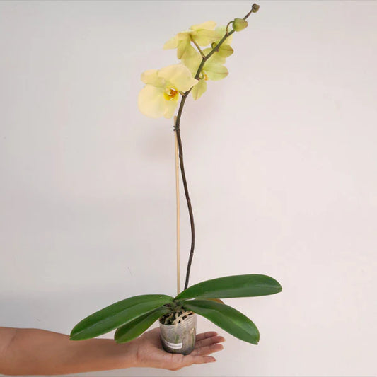Unveiling the Accessibility of Phalaenopsis Orchids