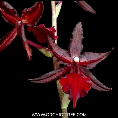 What You Need to Know Before Buying An Oncidium Orchid