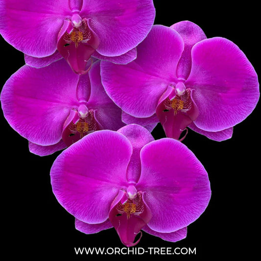 What to Look for When Buying Phalaenopsis Orchids