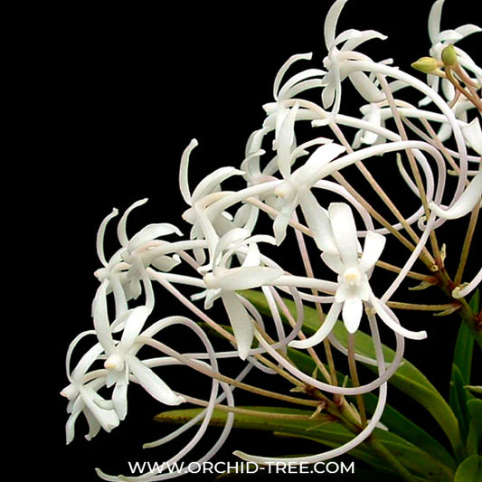 Unveiling Aerial Artistry: Buy Vanda Orchids Online for a Burst of Vibrant Beauty