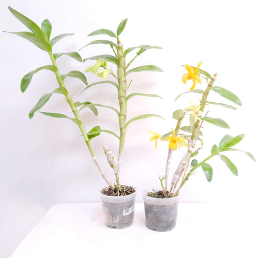 How does the light impact Dendrobium orchid growth and blooms?