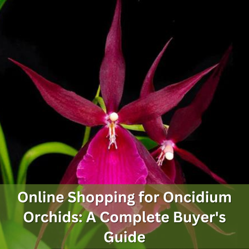 Online Shopping for Oncidium Orchids: A Complete Buyer's Guide