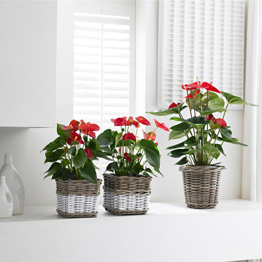 Anthurium Care Guide | How to grow Anthuriums at home?