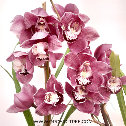 Do you know why you should consider buying Cymbidium orchids?