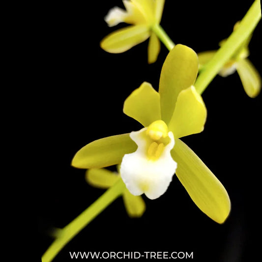 Unveiling the Regal Elegance: Exploring the World of Cymbidium Orchids