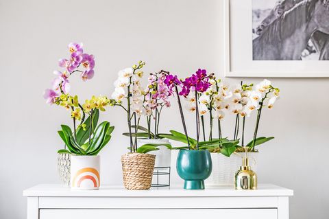 5 Best Practices you can use to grow Orchids | Orchid-Tree