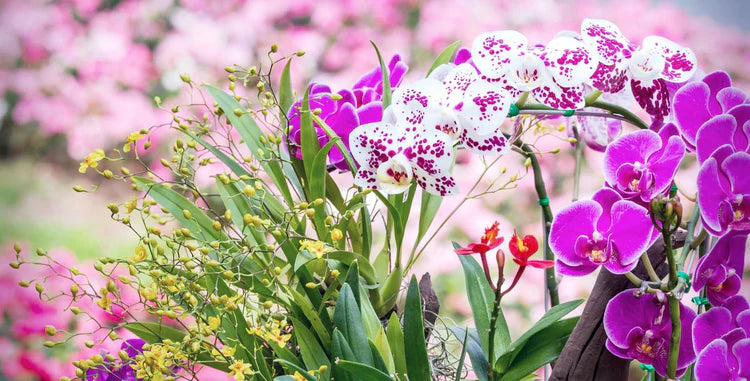 Everything You Need to Know to Buy Orchid Plants Online