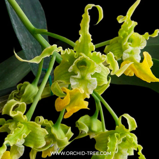 Dendrobium Orchids: Varities, Care Tips, and Décor Ideas