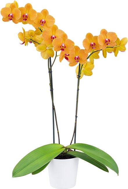 Gift an Orchid