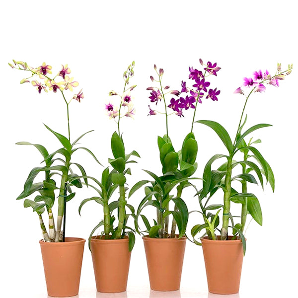 Beginner's Orchids