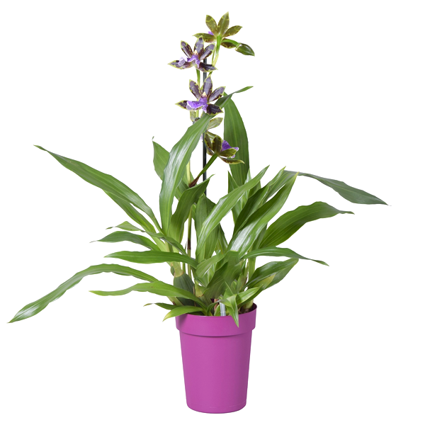 Now Buy exotic rare orchid plants online from anywhere in India