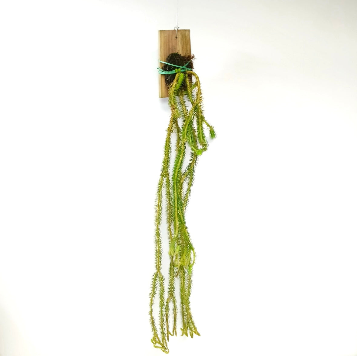 Lycopodium | Rock Tassel Fern