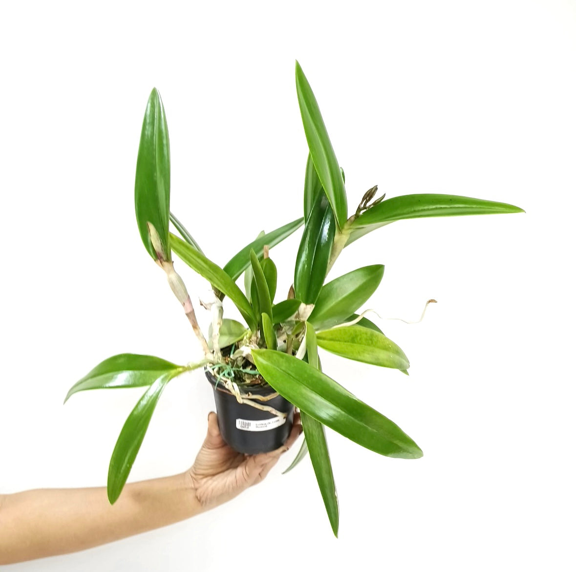 Cattleya (Bc.) Little Mermaid Orchid Plant - BS
