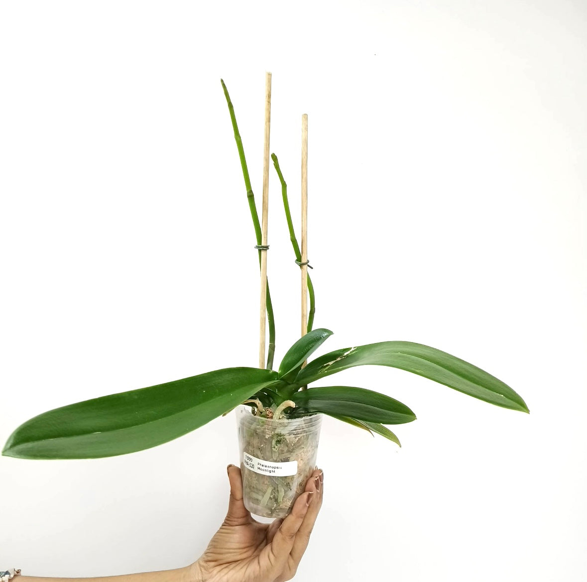 Phalaenopsis Moonlight Orchid Plant - FF