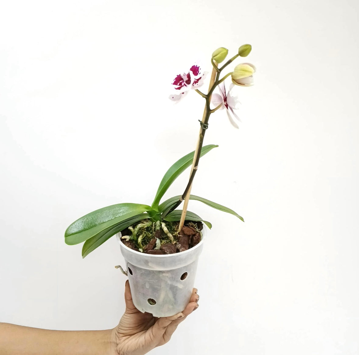 Phalaenopsis Chian Xen Violin X Phal. Lioulin Lovely Lip Orchid Plant - FF