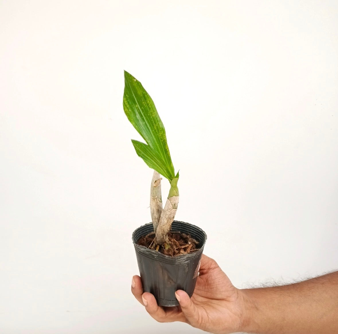 Cycnoches lehmanii x Cycnoches Brown’s Choice 'Spotted Swan' Orchid Plant - BS