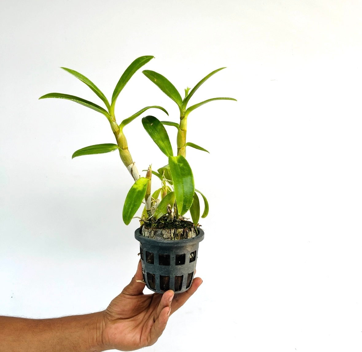 Dendrobium Rose Betty Purple Orchid Plant - BS - Buy Orchids Plants Online by Orchid-Tree.com