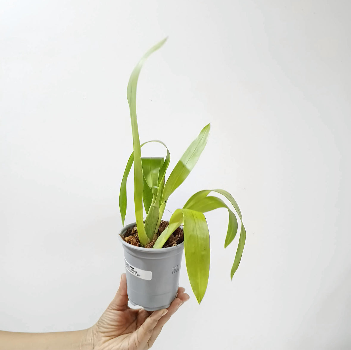 Oncidium (Odon) Barrocco Bright Orchid Plant- BS