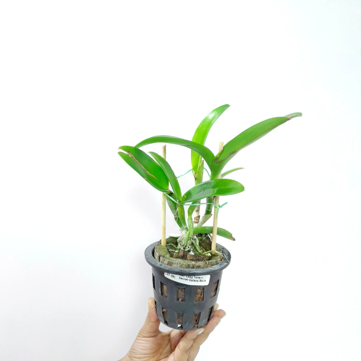 Cattleya Loog Tone x Galaxy Belle Orchid Plant - BS