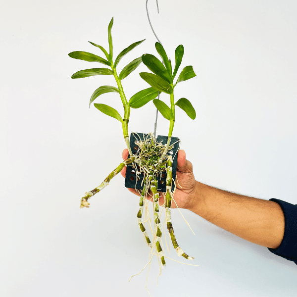 Dendrobium Jairak Moonlight Orchid Plant - BS