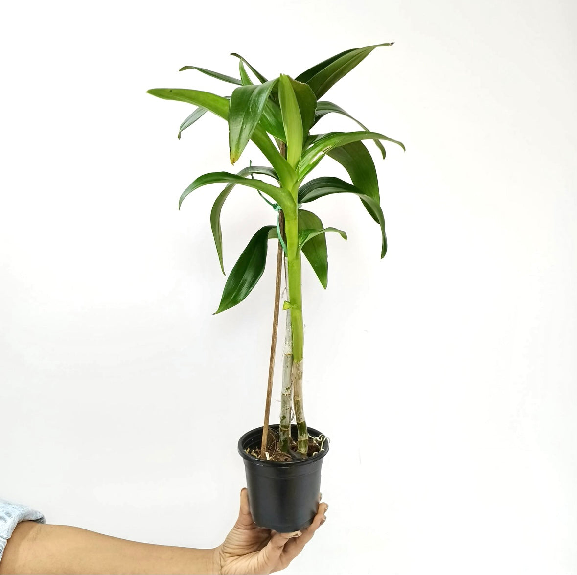 Dendrobium Shavin Pink Orchid Plant - BS