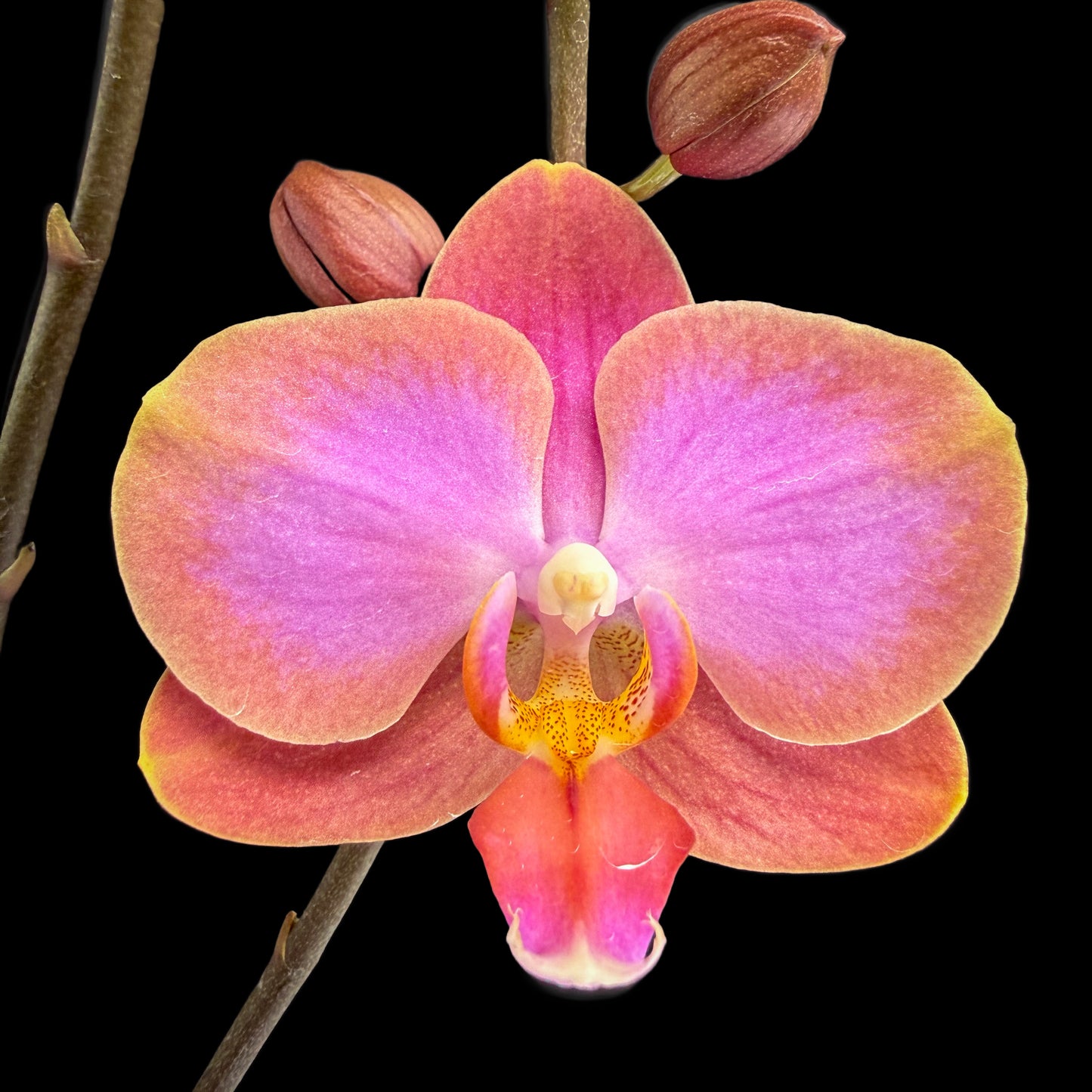 Phalaenopsis Berry Charmer Orchid Plant - FF
