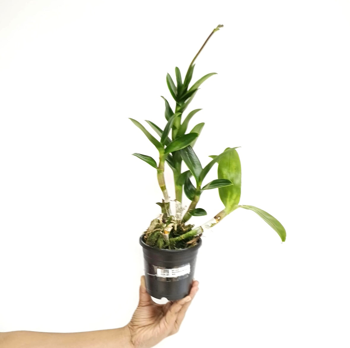 Dendrobium Burana Jade Orchid Plant - FF