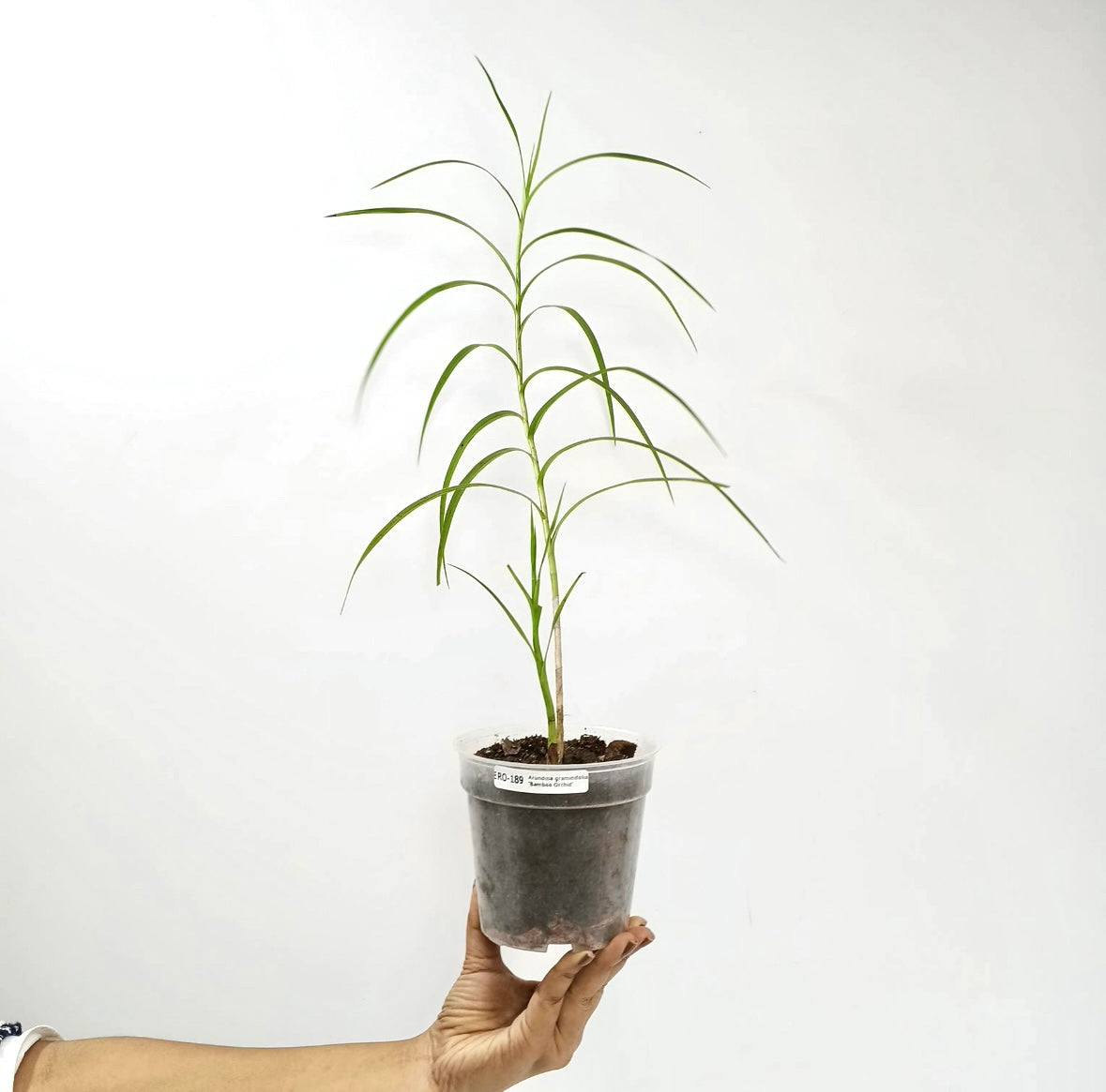 Arundina graminifolia 'Bamboo Orchid' Orchid Plant - MS