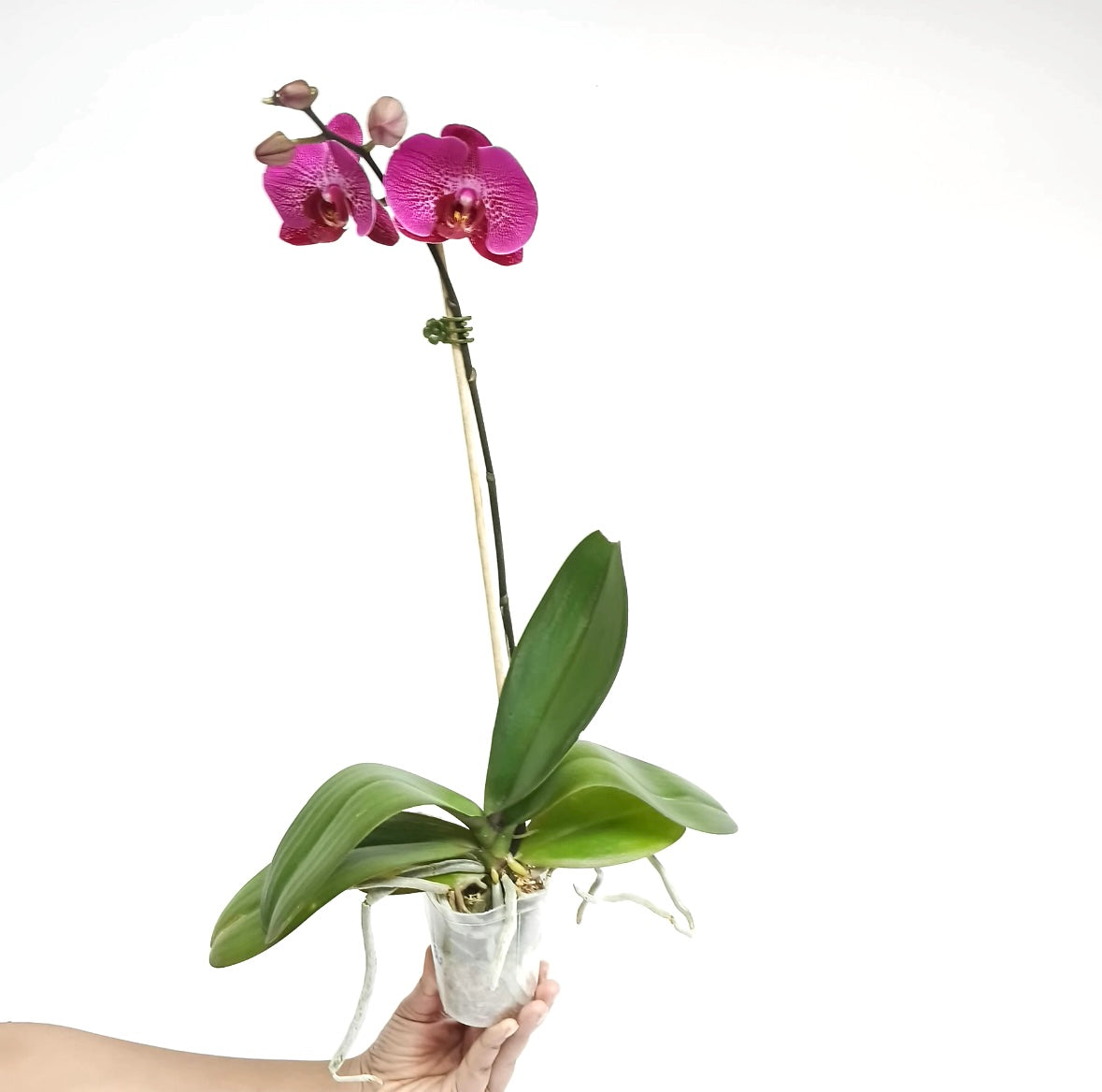 Phalaenopsis Lianher Red Apple - FF