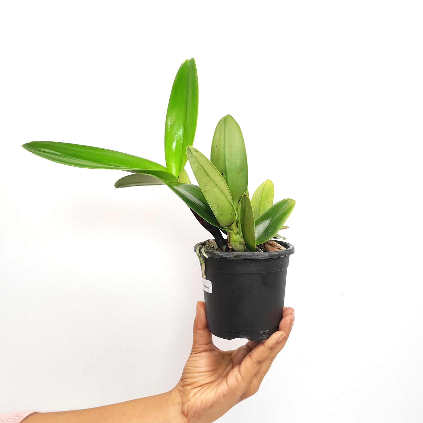 Cattleya Jairak Breeze Orchid Plant - BS