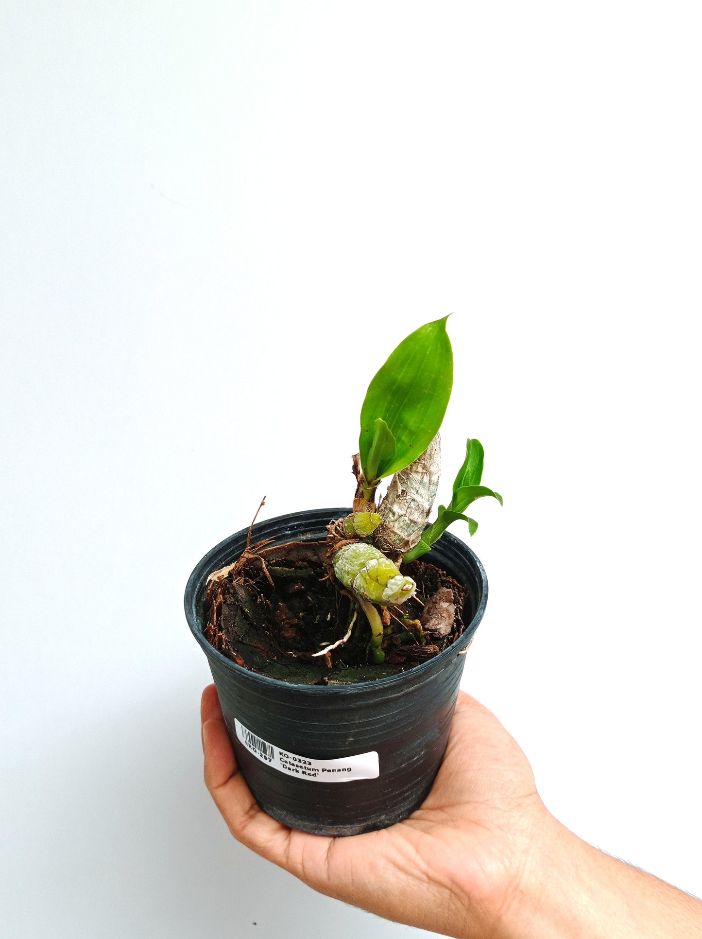 Catasetum Penang 'Dark Red' Orchid Plant - BS - Buy Orchids Plants Online by Orchid-Tree.com