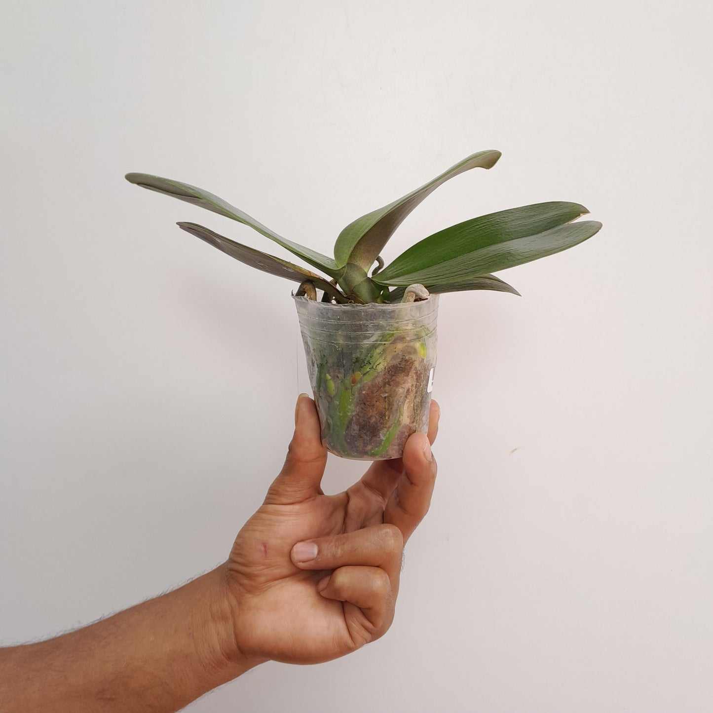 Phalaenopsis I-Hsin Cherry Bomb '228' - FF