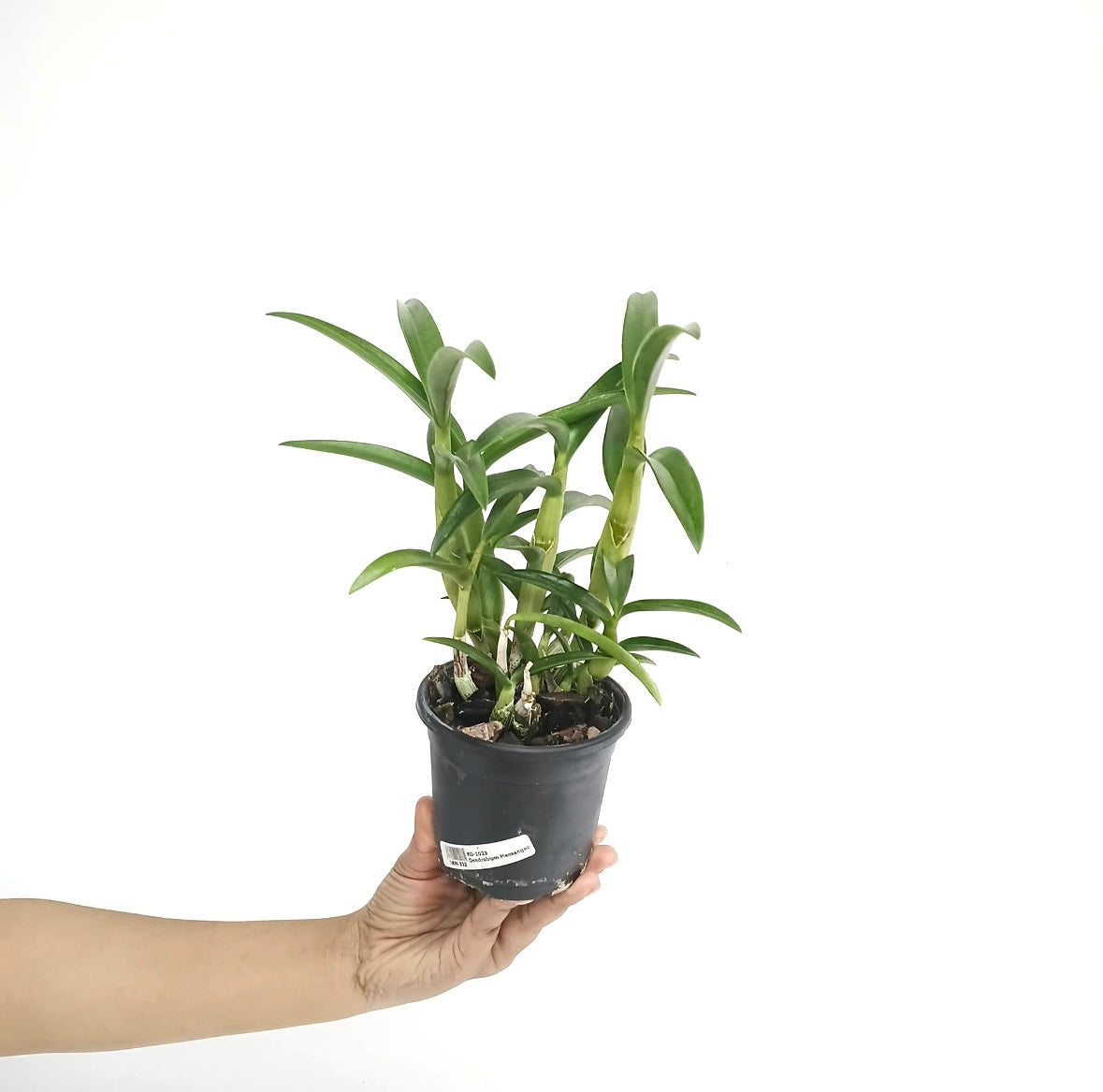 Dendrobium Meesangnil Orchid Plant - BS