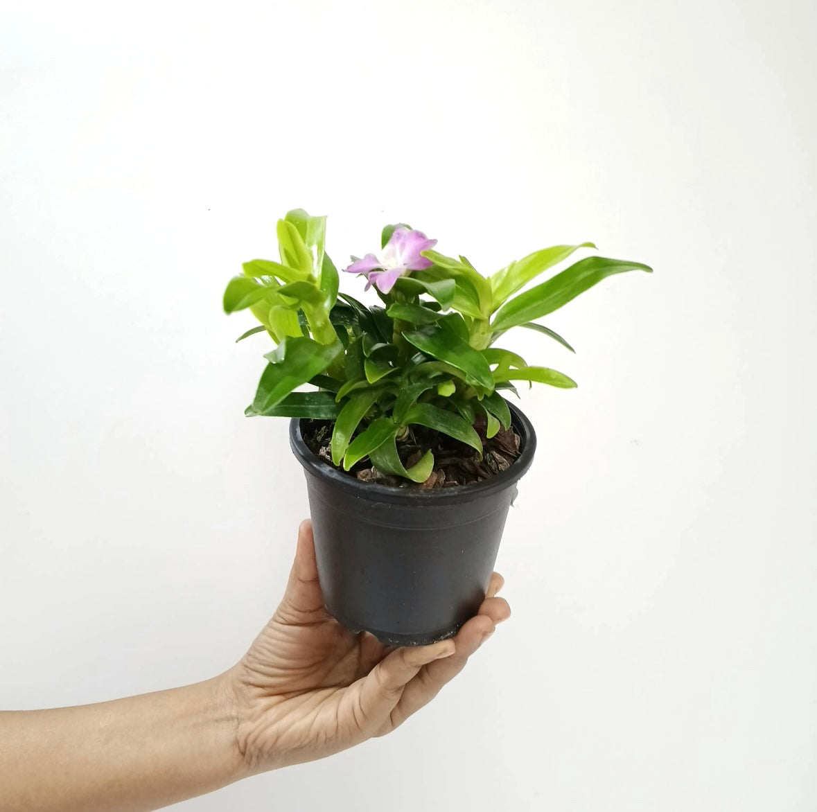 Dendrobium Hamana Lake Dream 'Kumi' Orchid Plant - FF