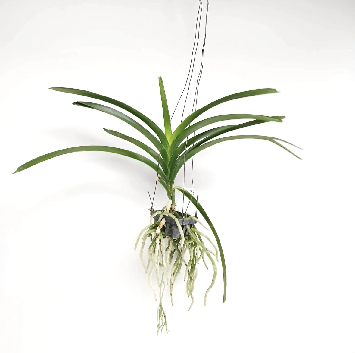 Vanda Pure's Wax Pink Orchid Plant - BS