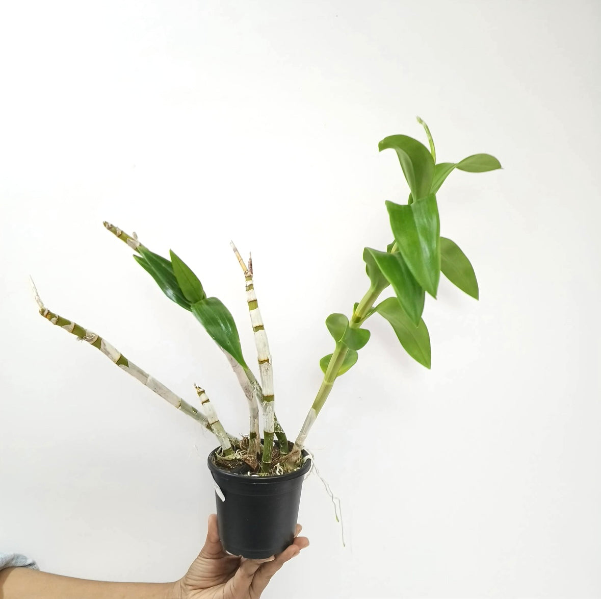 Dendrobium Visa Peach Orchid Plant - FF