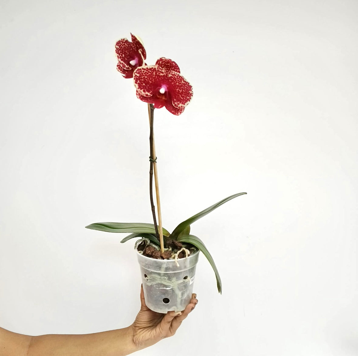 Phalaenopsis I-Hsin Sesame Orchid Plant - FF