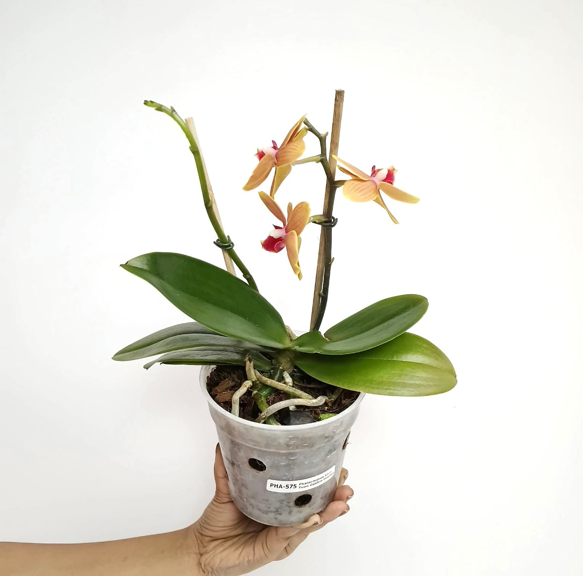 Phalaenopsis Shin Tuan Golden Orange Orchid Plant - FF