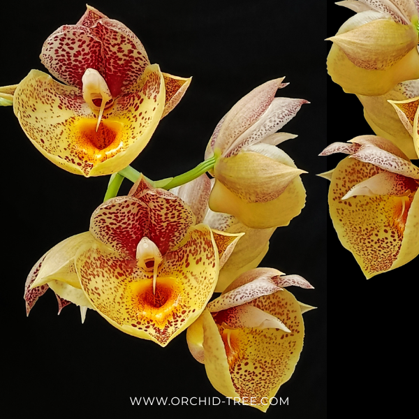 Catasetum Orchidglade Orchid Plant - BS