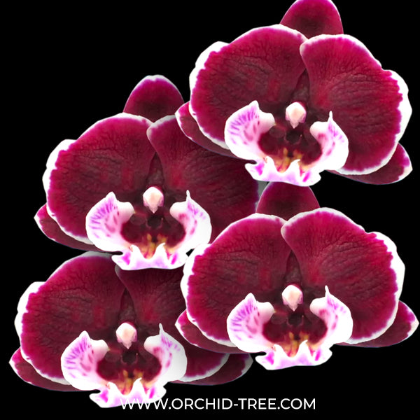 Phalaenopsis Shulong 20-30 Orchid Plant - FF