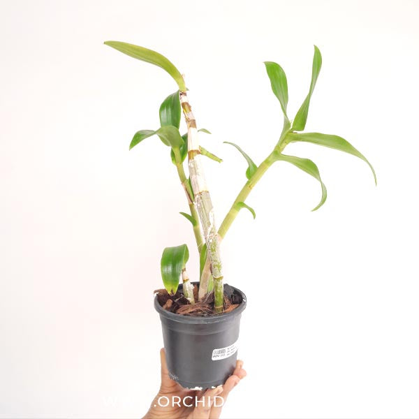 Dendrobium Nopporn Star Bright # 761 Orchid Plant - FF (Emerging Spike)