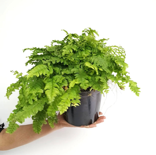 Air Purifying Ferns - 5 variations