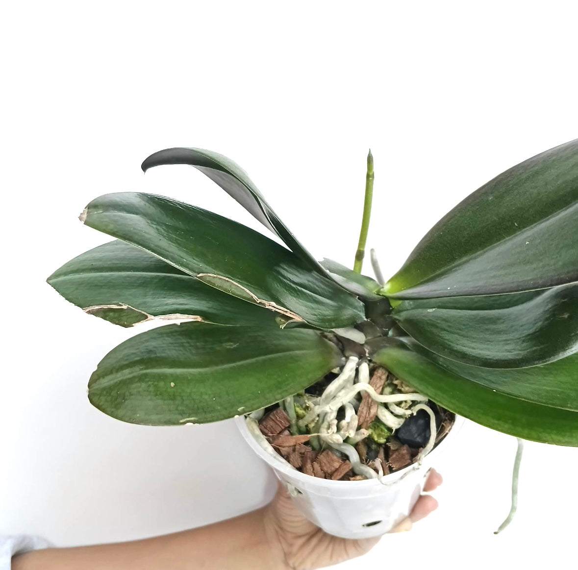 Phalaenopsis GC Reyoung Lava Orchid Plant - BS