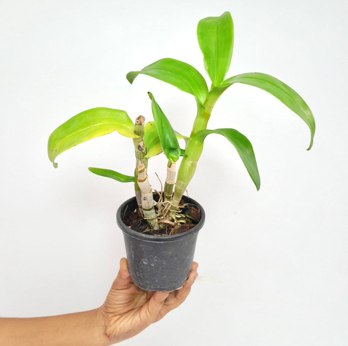 Dendrobium Arredang Blue Orchid Plant - BS
