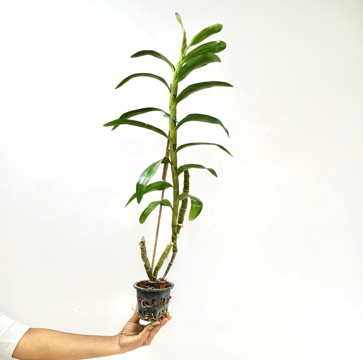Dendrobium Yasuka Sugiyama Parade Orchid Plant - BS